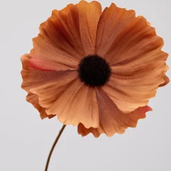 EDG Cosmos Glory H95 Orange