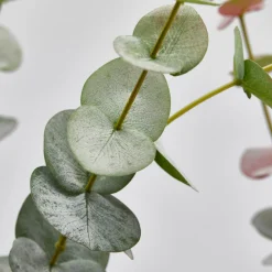 EDG Eucalipto Olis Ramoi H96 (2stk) Grønn