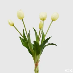 EDG Tulipano Gomm. Olis H.40