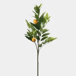 Mr. Plant Citronkvist 90cm