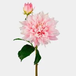 Mr. Plant Dahlia 70cm Pink