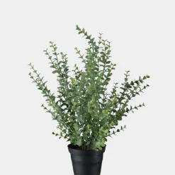 Mr. Plant Eucalyptus 40 cm