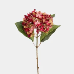 Mr. Plant Hortensia 40cm Burgunder