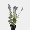 Mr. Plant Lavendel 45cm