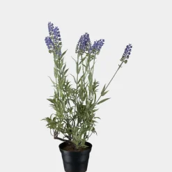 Mr. Plant Lavendel 45cm