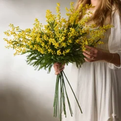 Mr. Plant Mimosa 75cm Gul