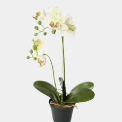 Mr. Plant Orkide 45cm