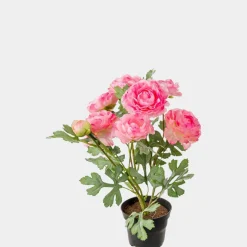 Mr. Plant Ranuncel Rosa