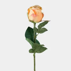 Mr. Plant Rose 50cm Oransje