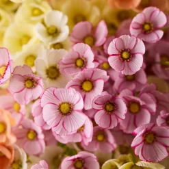 Mr. Plant Rosenskära 60cm Pink