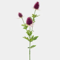 Mr. Plant Tistel 60cm lilla
