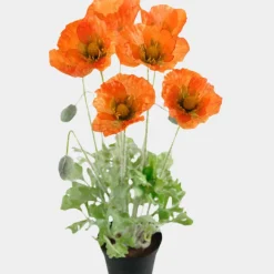 Mr. Plant Valmue 40 cm Oransje