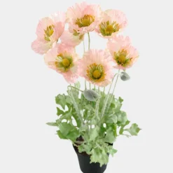 Mr. Plant Valmue 40cm Rosa
