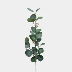 Mr.Plant Eucalyptus med bær 70cm