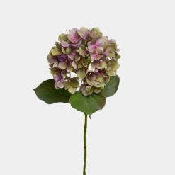 Mr.Plant Hortensia lilla 65cm