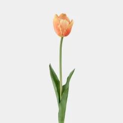 Mr.Plant Tulipan Flerfarget gul 45cm